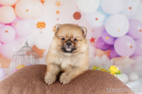 成約済の茨城県のポメラニアン-283348の2枚目